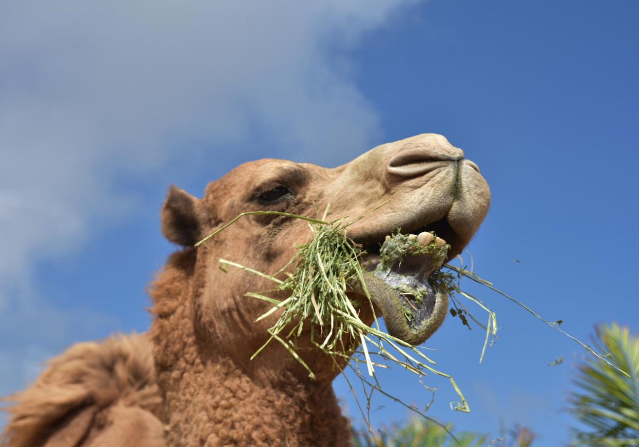 camel-chewing-hay-with-his-lip-dropped-down_493961-1149